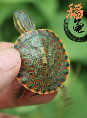 大河甜甜圈龟塔巴斯哥尼加拉瓜彩深水龟玩具活体宠物乌龟东部佛州