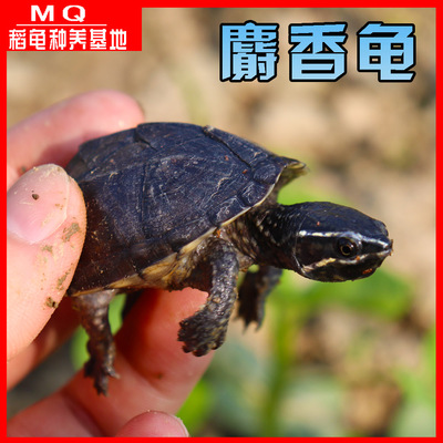外塘观赏麝香龟苗活体蛋龟深水龟乌龟宠物迷你活物观赏龟好养可爱