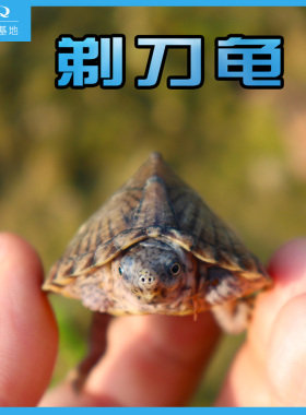 剃刀龟苗活体麝香龟苗活体冷深水龟蛋龟巨头红面乌龟宠物龟屋顶龟