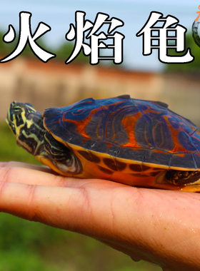 家养外塘宽纹素食吃菜深水火焰龟