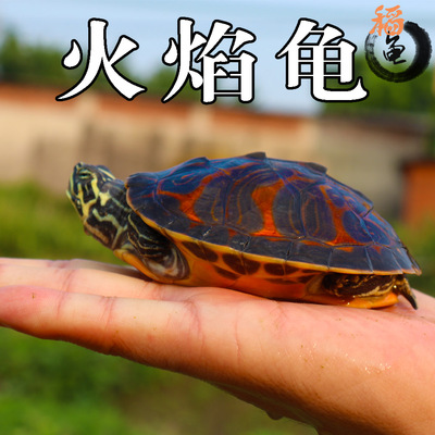 家养外塘宽纹素食吃菜深水火焰龟