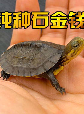 纯正石金钱龟网红宠物小青黄金钱家养南石金钱黄喉拟水龟乌龟活物