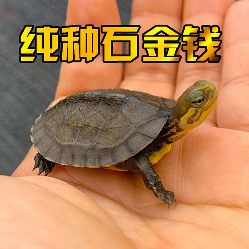 纯正家养石金钱龟活体宠物