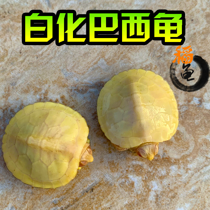 白化巴西龟网红风水变异龟观赏风水长寿鱼缸深水黑巴西龟黄金红眼