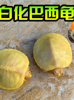 白化巴西龟网红风水变异龟观赏风水长寿鱼缸深水黑巴西龟黄金红眼