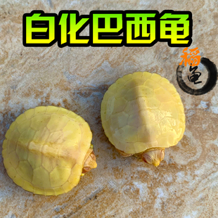 白化巴西龟网红风水变异龟观赏风水长寿鱼缸深水黑巴西龟黄金红眼