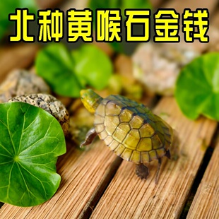 小青皖南龟黄喉拟水乌龟活物南石金钱龟苗观赏纯种活体缘三黄活体