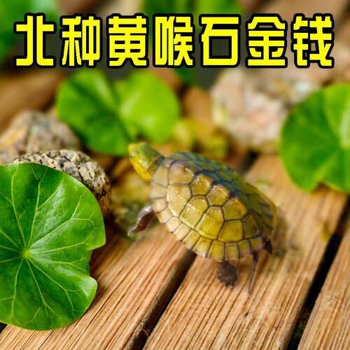 小青皖南龟黄喉拟水乌龟活物南石金钱龟苗观赏纯种活体缘三黄活体