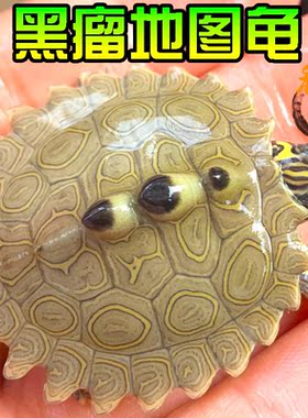 密西西比地图乌龟苗活物小宠物龟家养龟外塘观赏深水火焰吃鱼粪龟