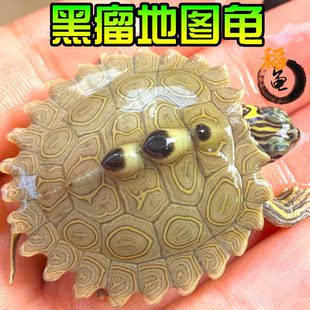密西西比地图乌龟苗活物小宠物龟家养龟外塘观赏深水火焰吃鱼粪龟