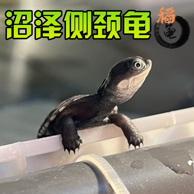沼泽西非侧颈玩具圆澳吃鱼粪龟苗