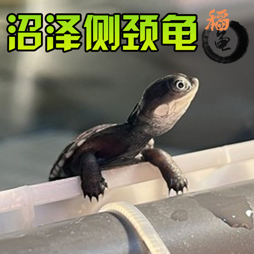 沼泽西非侧颈玩具圆澳吃鱼粪龟苗