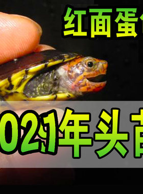 红面蛋龟MQ红面蛋龟红面龟