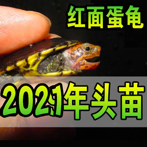 红面蛋龟MQ红面蛋龟红面龟