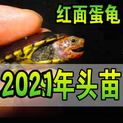 红面蛋龟MQ红面蛋龟红面龟