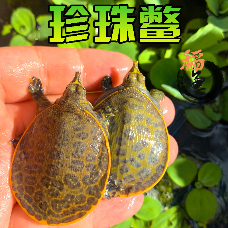 美国珍珠鳖活体观赏甲鱼乌龟吃鱼粪鱼缸清道夫角鳖苗宠物深水龟苗,宠物/宠物食品及用品,龟/鳖,淘宝优惠券,粉丝福利购,淘宝优惠卷