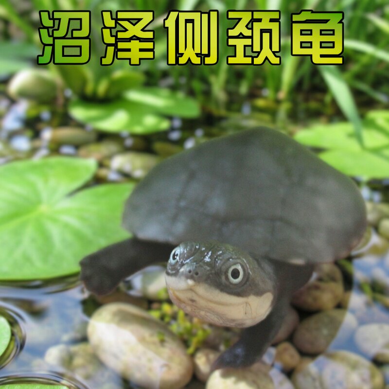沼泽龟苗活体西非玩具圆澳深水