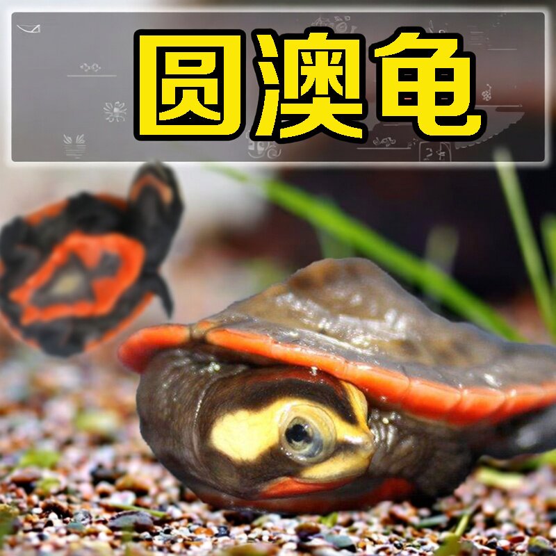 圆奥圆澳龟活体深水观赏宠物蛋乌龟玩具侧颈园龟苗蛋麝香剃吃垃圾