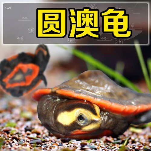 圆奥圆澳龟活体深水观赏宠物蛋乌龟玩具侧颈园龟苗蛋麝香剃吃垃圾