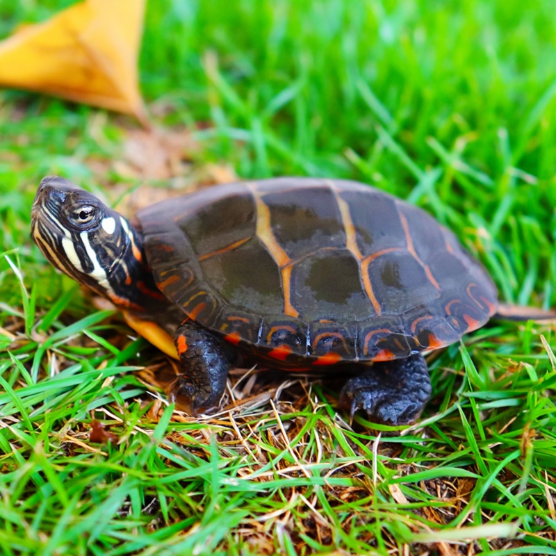 东锦东部锦龟苗深水龟小乌龟红纹西锦南锦龟活体宠物观赏外塘火焰
