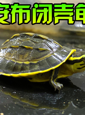 安布闭壳龟线安布黄缘闭壳安布苗安缘纯种宠物半水亚巨马来闭壳龟