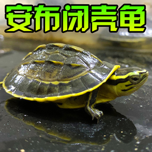 安布闭壳龟线安布黄缘闭壳安布苗安缘纯种宠物半水亚巨马来闭壳龟