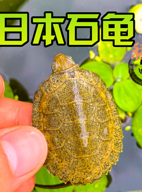 外塘纯种日本石龟苗日本石苗活体日石苗乌龟活物杂食宠物龟观赏龟