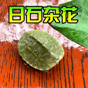 外塘纯种日本石龟苗日本石苗活体日石苗乌龟活物杂食宠物龟观赏龟