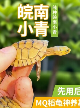 小青皖南龟黄喉拟水乌龟活物南石金钱龟苗观赏纯种活体缘三黄活体