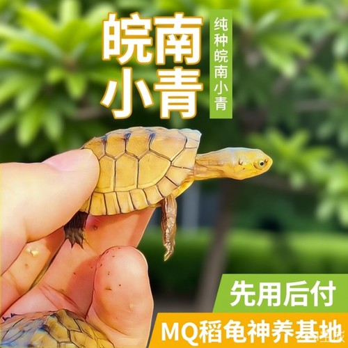 小青皖南龟黄喉拟水乌龟活物南石金钱龟苗观赏纯种活体缘三黄活体