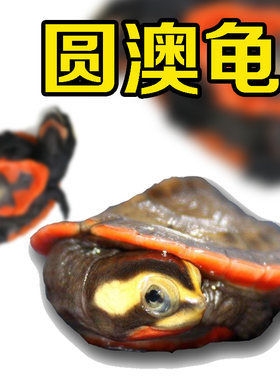 深水观赏宠物蛋侧颈垃圾圆澳龟