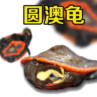 圆奥圆澳龟活体深水观赏宠物蛋乌龟玩具侧颈园龟苗蛋麝香剃吃垃圾