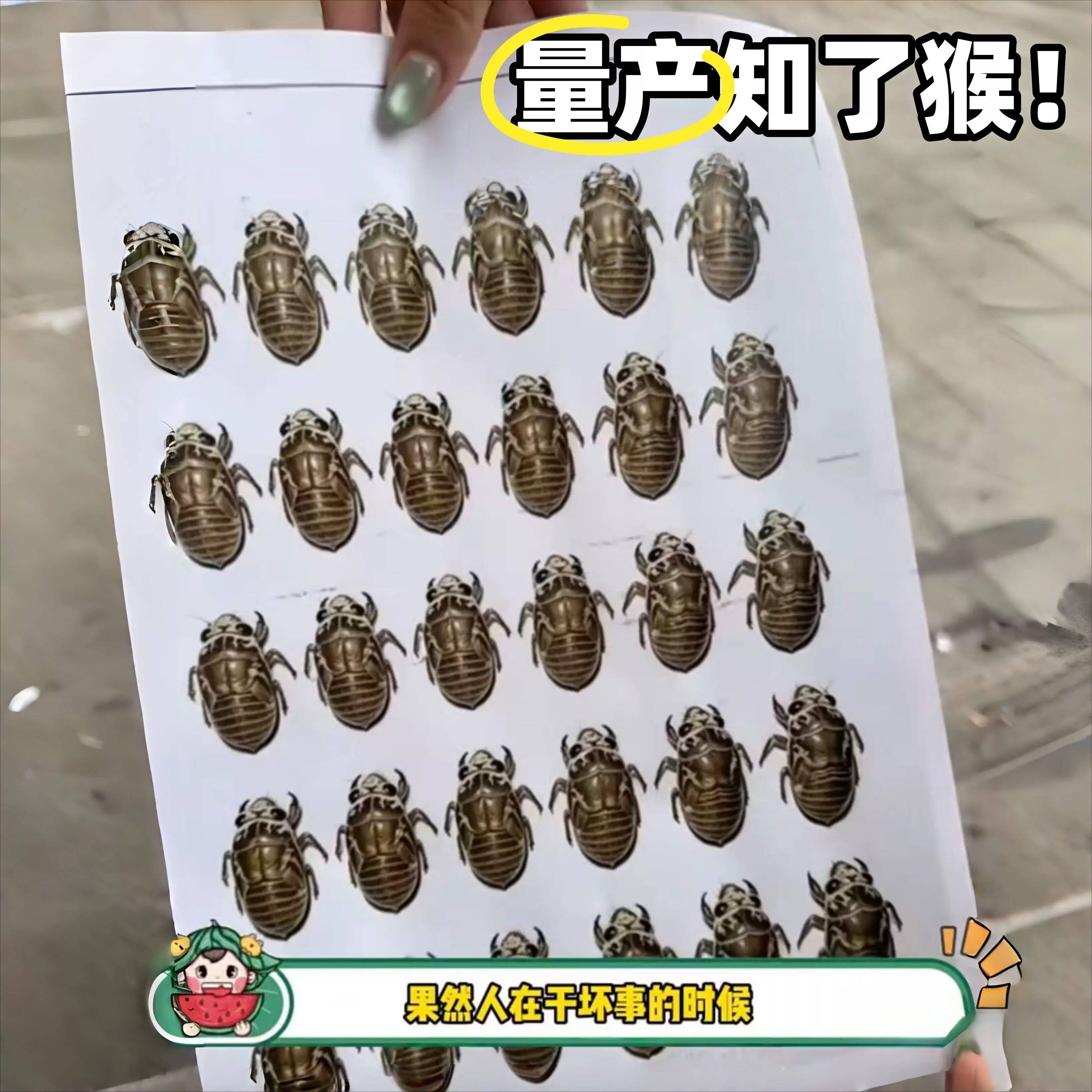 假知瞭猴贴纸搞怪结瞭龟金蝉贴纸彷真立体感搞怪整人户外恶搞道具