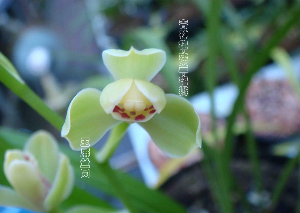 玉屏兰园兰花建兰青神梅四川名贵名品花卉盆栽礼品