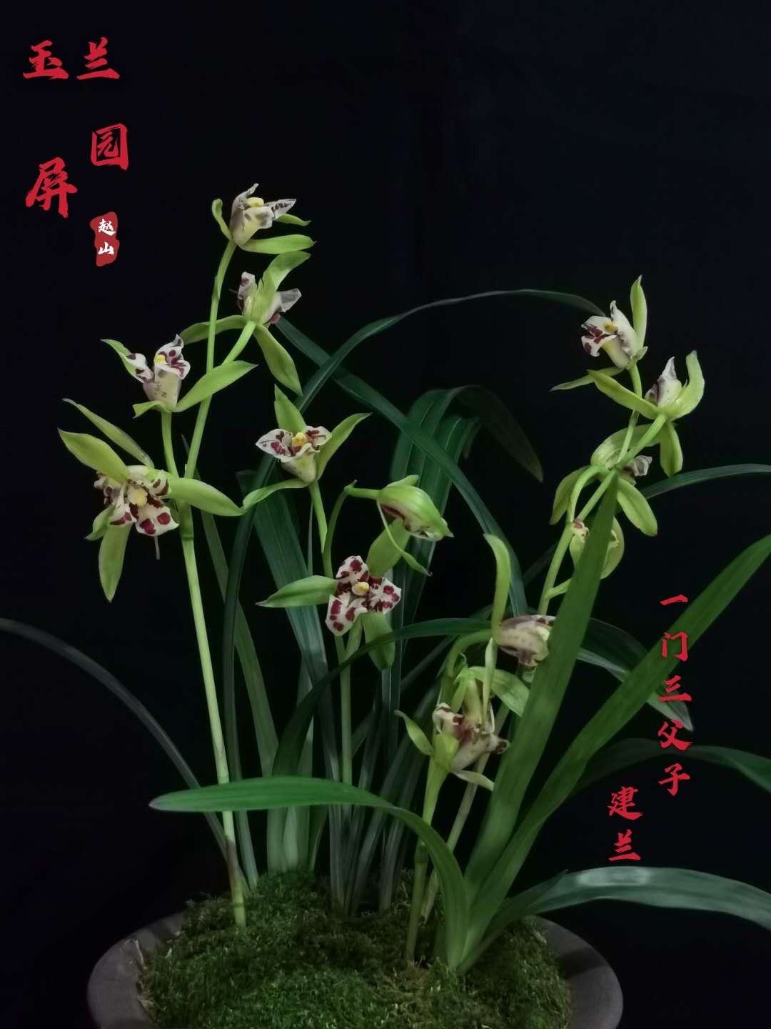 赵山玉屏兰园四季兰建兰三文豪一门三父子兰花四川名贵名品花卉