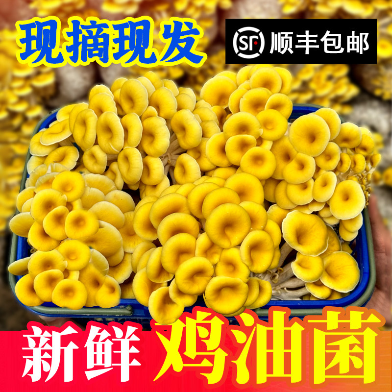 【新鲜采摘】新鲜鸡油菌顺丰榆黄菇新鲜黄榆蘑新鲜菌菇菌子特产级,水产肉类/新鲜蔬果/熟食,新鲜松茸/菌菇,淘宝优惠券,粉丝福利购,淘宝优惠卷