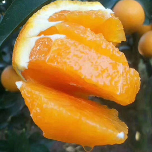 九月红果冻橙秭归脐橙新鲜榨汁橙子现摘不打蜡不催熟果园直发