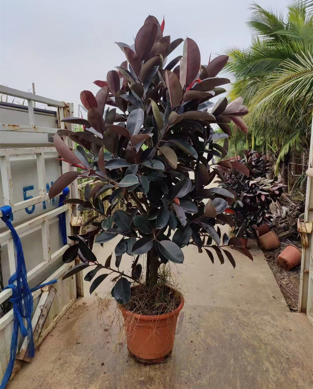 黑金刚老桩橡皮树盆栽花园庭院别墅阳台公司工厂广州供货直发香港