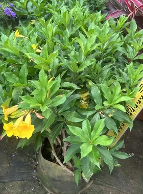 硬枝黄蝉花大盆栽多季开花植物