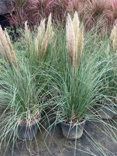 矮蒲苇盆栽芦苇草植物四季长绿多年生荒野风绿植广州供货直发香港