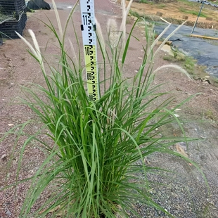 观赏金红羽紫羽绒狼尾草盆栽香港别墅花园庭院花镜地被多年生植物