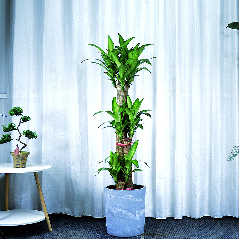 巴西木盆栽金心巴西铁树盆景室内办公室大型植物广州供货直发香港
