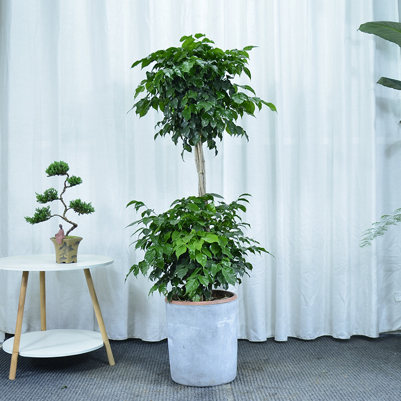 幸福树大型植物广州供货直发香港