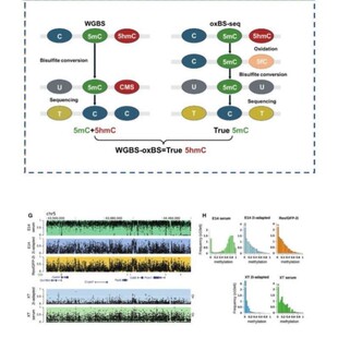 WGBS E5hmc oxBS seq 甲基化测序数据分析