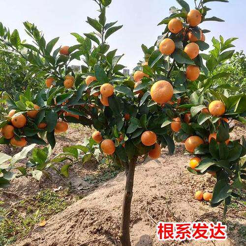橘子树种植特大树苗南方盆栽北方地栽金桔子树沃柑沙糖桔果树果苗