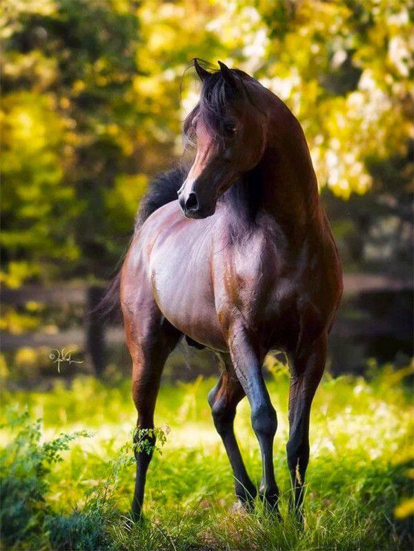 diy数字油画自己填色材料包奔跑中白棕马儿一马当先中国风装饰画