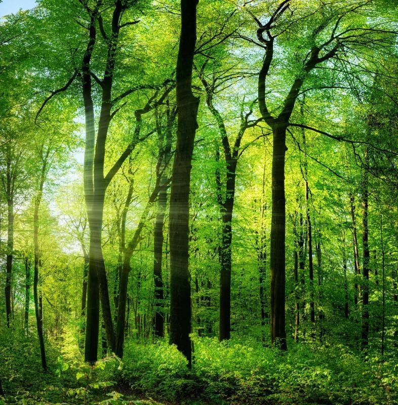 diy数字油画自己上填色白桦林树林森系满眼葱绿湿地家居装饰新款