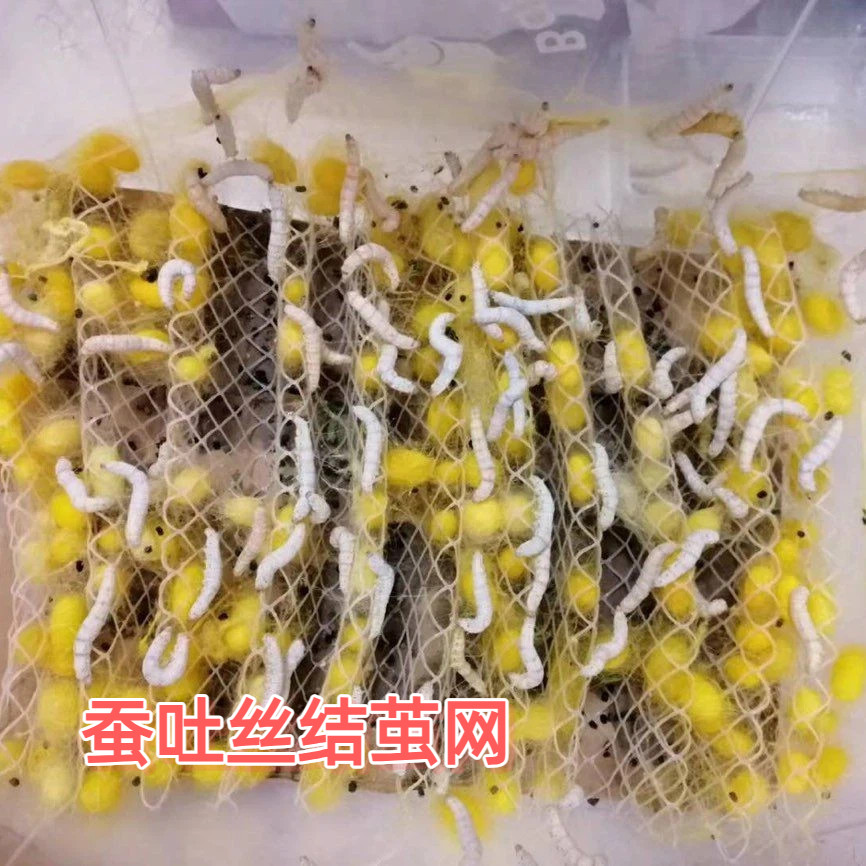 蚕宝宝学生养蚕结茧专用塑料折蔟图片
