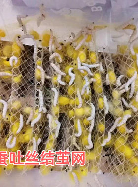 蚕宝宝学生养蚕结茧专用塑料折蔟