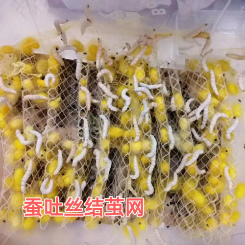 蚕宝宝学生养蚕结茧专用塑料折蔟